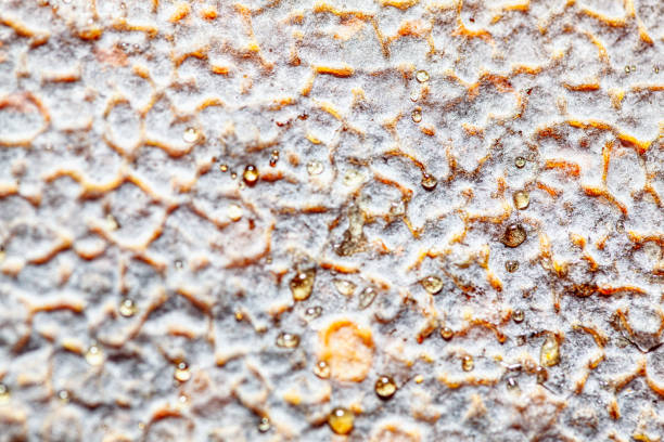 istock Honey drops on the wax background 1309646834