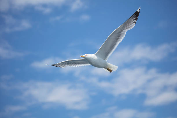 freedom in the sky and sing seagull is flying