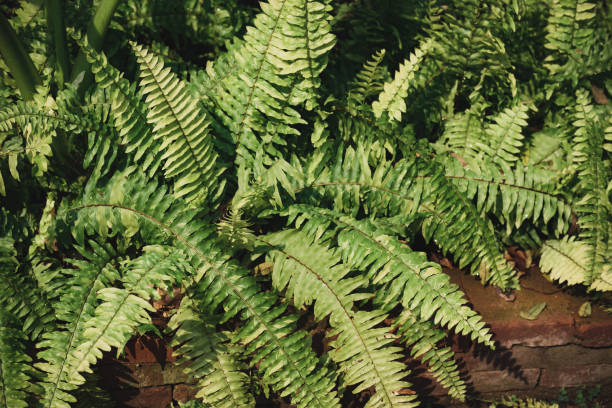 Sword fern or fishbone fern growing in a garden Sword fern or fishbone fern growing in a garden, Ornamental plant, Spring season sword fern stock pictures, royalty-free photos & images