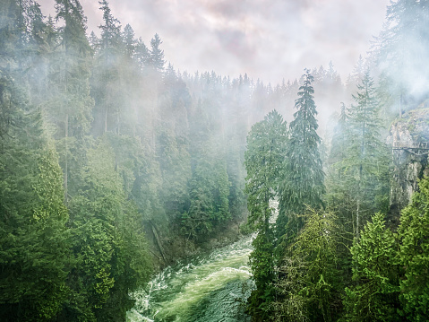 Aerial view of evergreen forest with river and fog