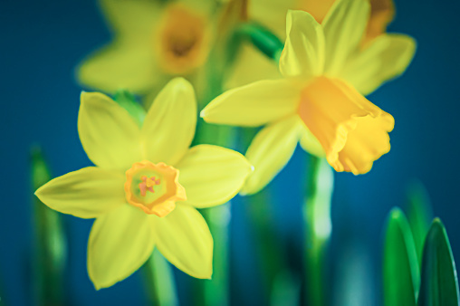 Close up of daffodil flowers