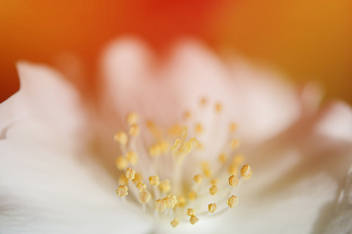 Macro close up of a cherry blooming flower