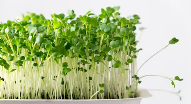 Broccoli living microgreens superfood growing in compostable punnet with shallow depth of field