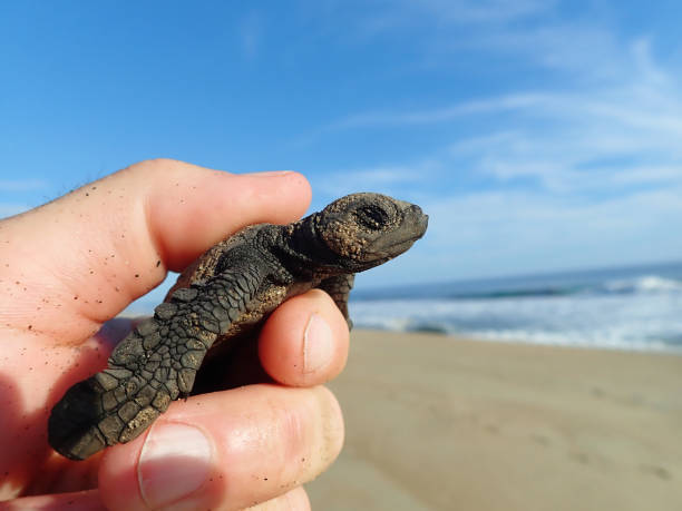 istock Olive Ridley Sea Turtle baby 1309650186