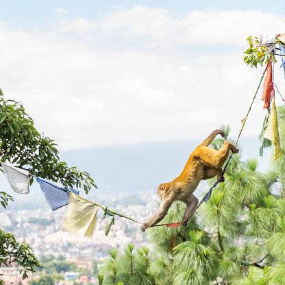 Monkeya climbing a rope with flags  at the Swayambhunath temple or monkey temple in Kathmandu, Nepal. Stock photo.
