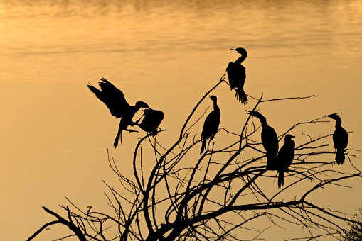 Neotropic Cormorants silhouetted against sunset reflections on a pond. in Salt Lake City, UT, United States