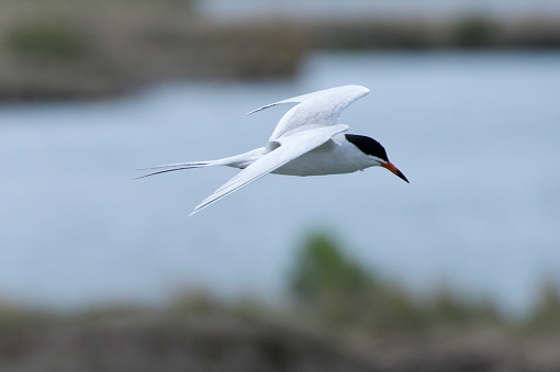 Forster's Tern cruises along the edge of a pond looking for fish. in Salt Lake City, UT, United States