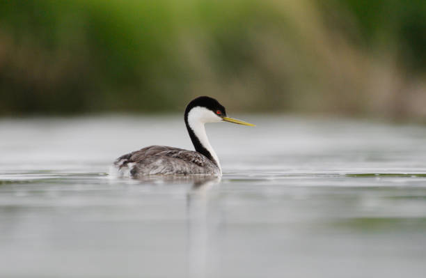 istock Western Grebe in soft light at Bear River Migratory Bird Refuge. 1309650354