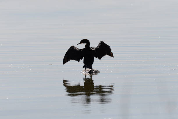 istock Cormorant in silhouette drying its bat shaped wings. 1309650368