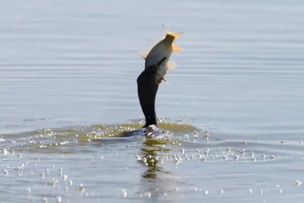 Photo of Cormorant starting to swallow a large fish whole.