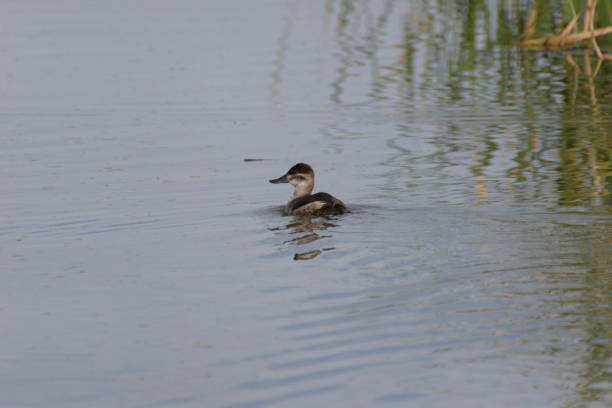 istock Ruddy Duck hen swims beside green cattail reflections. 1309650378