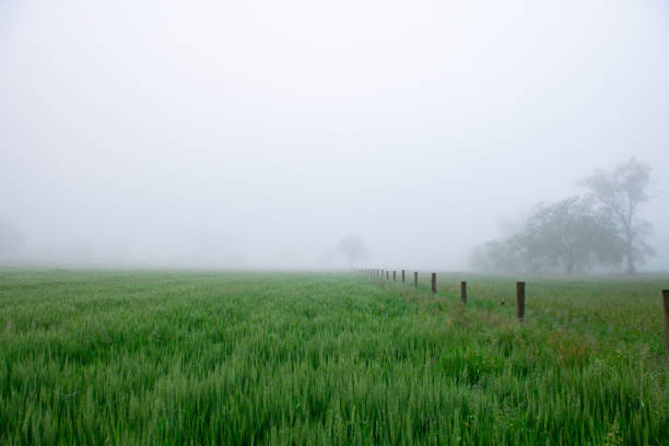 Lonely Tree in Foggy Green Pasture in Lexington, KY, United States