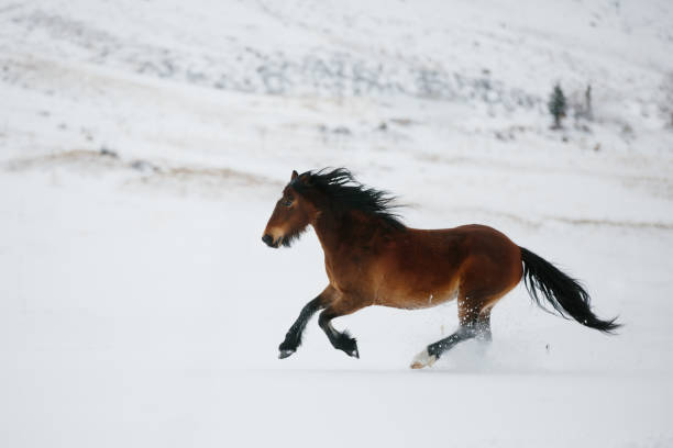 istock Draft horse running in the snow in the mountains 1309650963