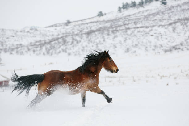 cheval exécutant dans la neige avec la montagne à l’arrière-plan - running horses photos et images de collection