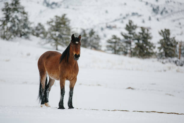 istock Horse standing in snow with trees and mountains in background 1309650967