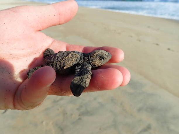 Olive Ridley Sea Turtle baby stock photo