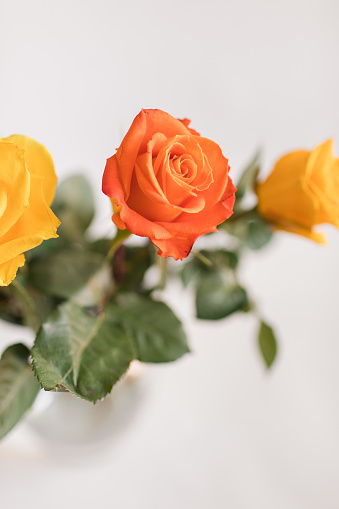 Yellow & Orange Spring Roses in a Glass Vase of Fresh Water with a Bright White Background.