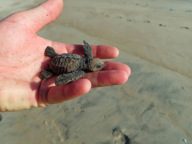 istock Olive Ridley Sea Turtle baby 1309651154