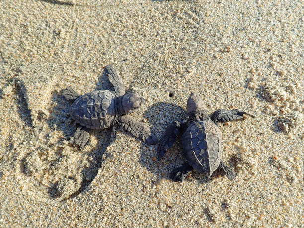 istock Olive Ridley Sea Turtle baby 1309651175