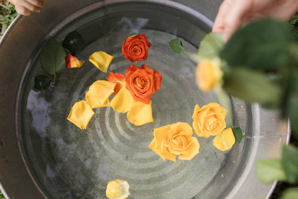 istock Fresh Yellow & Orange Spring Rose Petals Floating in Fresh Water 1309651282