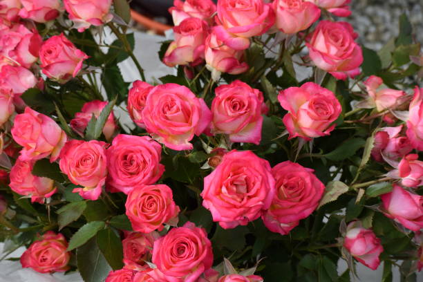 istock A bunch of red roses in Ireland 1309651380