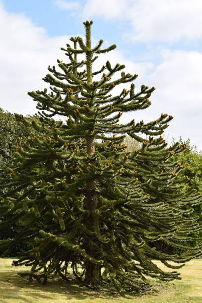 Monkey puzzle tree in Ireland Monkey puzzle tree in Ireland in Wicklow, WW, Ireland araucaria araucana stock pictures, royalty-free photos & images