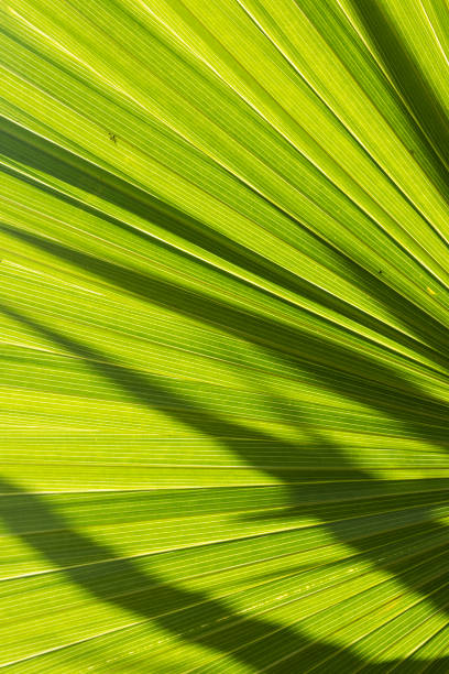 날짜 야자수클로즈업 보기 - mexico close up frond nature 뉴스 사진 이미지