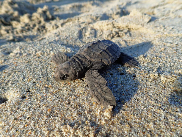 Olive Ridley Sea Turtle baby a hatchling sea turtle crawls to the Ocean on a beach in South Western Mexico pacific ridley turtle stock pictures, royalty-free photos & images