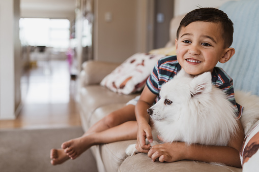 Close up of Kid with Japanese Spitz dog sitting on sofa.
