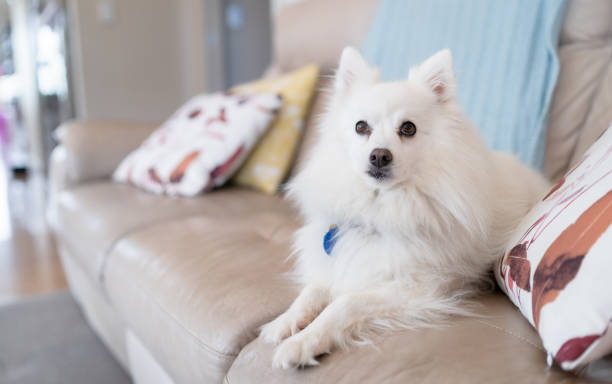 White Japanese Spitz at home sitting on cough. A cute Japanese Spitz in living room comfortably sitting on sofa. spitz type dog stock pictures, royalty-free photos & images