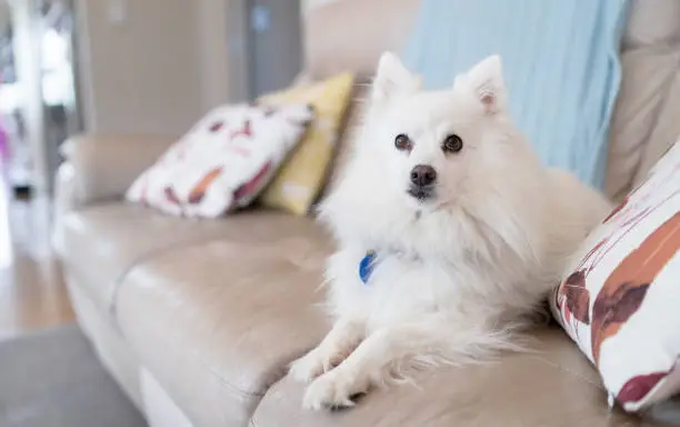 A cute Japanese Spitz in living room comfortably sitting on sofa.