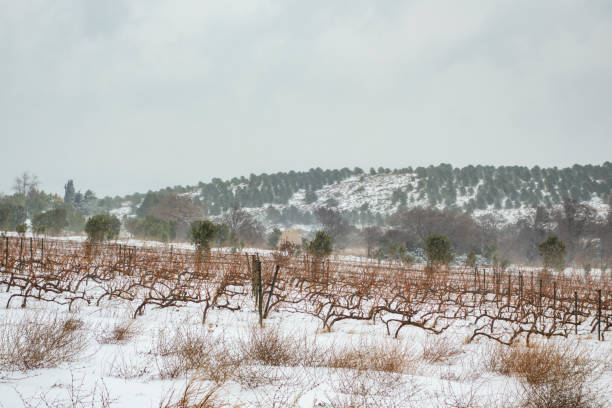 istock Vineyard covered in winter snow 1309653138