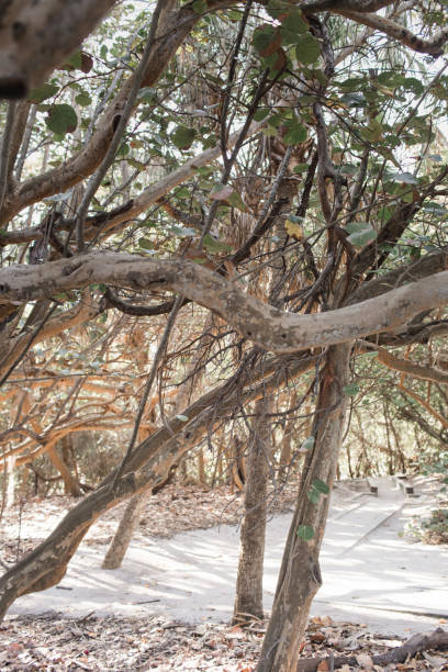 istock Beach Trees in Boynton Beach, Florida 1309655031