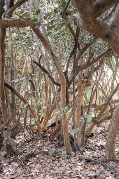 istock Beach Trees in Boynton Beach, Florida 1309656240
