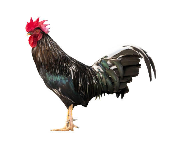 istock Black free range male rooster isolated on white background 1309656695