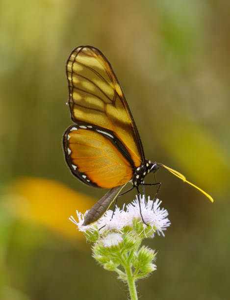istock Clearwing or Glass wing Butterfly 1309658753