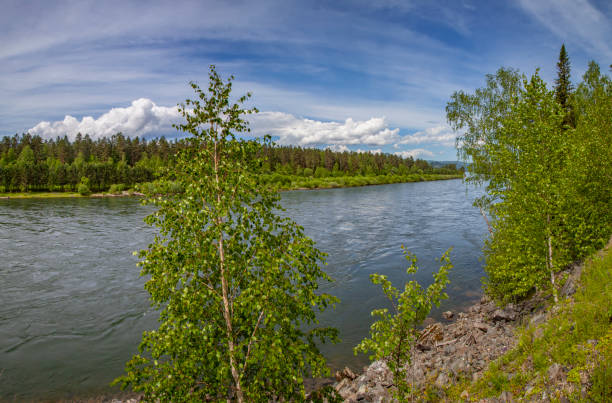 istock View of the forest river. Summer forest greens, against the light. 1309658923