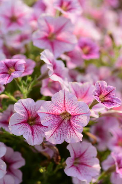 fiore di petunia rosa nella stagione primaverile - petunia foto e immagini stock