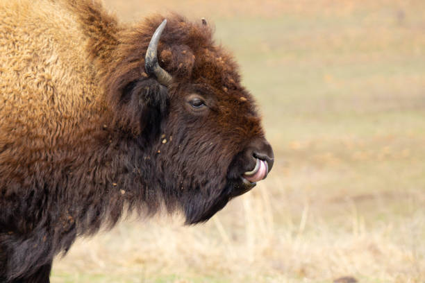 istock Bison on the Tall Grass Prairie in Oklahoma 1309661394