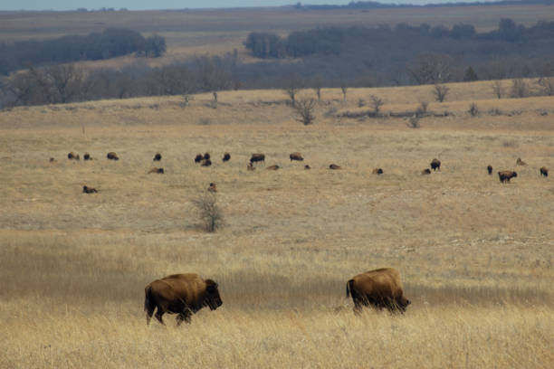 istock Bison on the Tall Grass Prairie in Oklahoma 1309661922