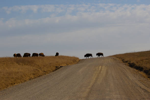 istock Bison on the Tall Grass Prairie in Oklahoma 1309661950