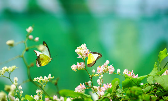 Beautiful yellow butterflies in flight and pink creeper flowers in bloom with green leaves. Spring and nature background concept. Copy space.