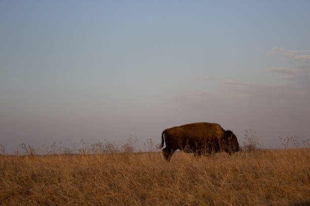 A herd of Buffalo feeding on grass in Custer Star Park, South Dakota