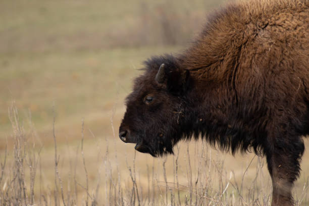 istock Bison on the Tall Grass Prairie in Oklahoma 1309662184