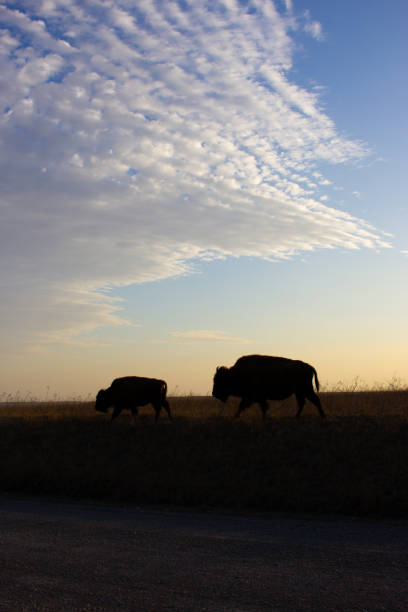 istock Bison on the Tall Grass Prairie in Oklahoma 1309662239