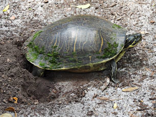 istock Peninsula Cooter (Pseudemys peninsularis) laying her eggs in the dirt 1309663092