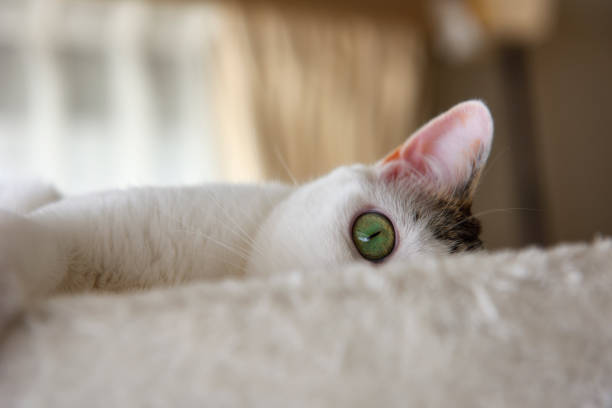 Young white cat playing hide and seek on the cat tower.