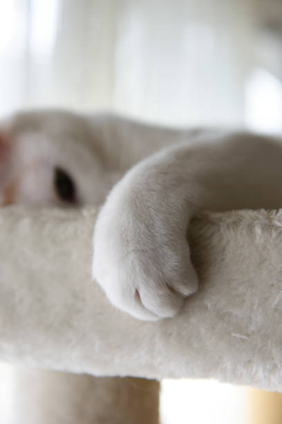 Close-up of relaxing white cat at cat tower.