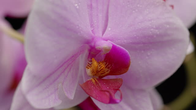Close Up of Purple Orchid Flower With Water Drops