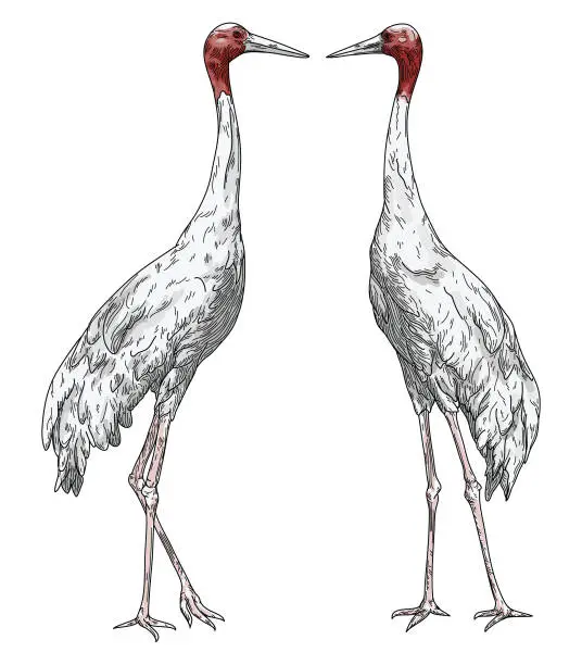 Vector illustration of Standing Sarus Cranes